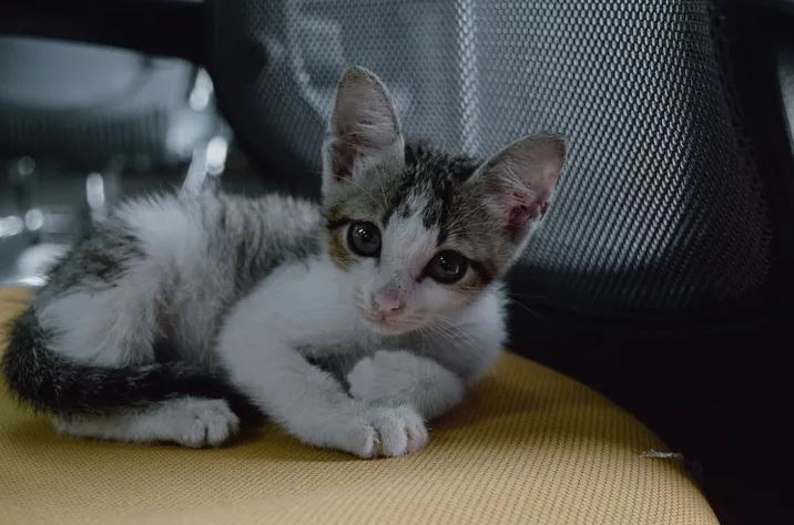 An unkempt kitten looks at the camera with big eyes and messy fur