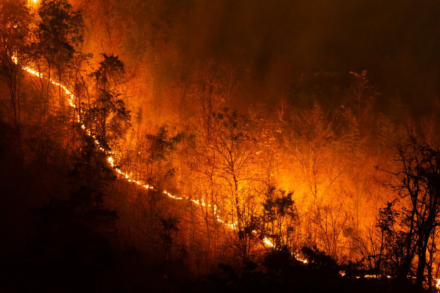 Forest fire burning trees